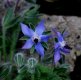 Borage in my garden.jpg Borage in my garden.jpg