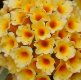 Golden Glow Buddlia.jpg Golden Glow Buddlia.jpg