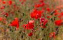 Poppy fields-1024x660.jpg Poppy fields-1024x660.jpg