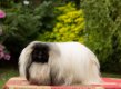 PEKINGESE MAGIQUES CHIENDEFO JIA LI (2).jpg