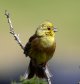 Yellowhammer in full song.jpg Yellowhammer in full song.jpg