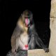 Mandrill.jpg