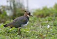 Lapwing.jpg Lapwing.jpg
