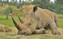 Rhino.jpg Rhino.jpg