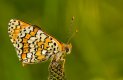 Glanville Fritillary (Melitaea cinxia) 3.JPG