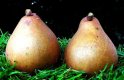 Pair of Pears.jpg