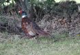 Pheasant.JPG Pheasant.JPG