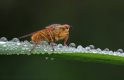 Yellow-Dung-Fly-web.jpg