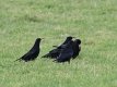 4 Choughs.jpg