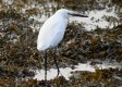 Little Egret 16th Nov 2016.jpg