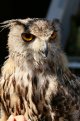Owl.JPG Owl.JPG