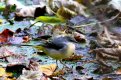 Grey Wagtail 19th Nov 2016.jpg