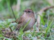 Another Wren.jpg
