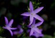 Campanula.jpg