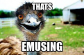 emu.png