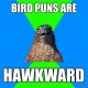 hawkward.jpg