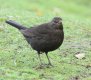 Blackbird female.jpg