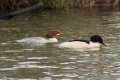 Pair Goosanders 22nd Dec 2016.jpg Pair Goosanders 22nd Dec 2016.jpg