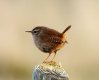Wren 26th Dec 2016.jpg Wren 26th Dec 2016.jpg