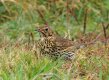 Song Thrush 16th Jan 2017.jpg