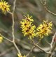 Witch Hazel in Jill garden.jpg