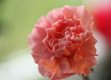 daily carnation.jpg
