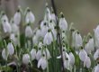 Snowdrops one.jpg