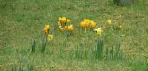 crocus.jpg
