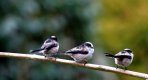 Three LTT.jpg