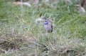 Bluethroat-61.jpg