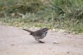 Bluethroat-44.jpg