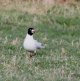 2nd Med Gull.jpg