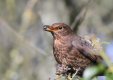 Female Blackbird Ivy berries.jpg