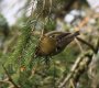Goldcrest 6th March 2017.jpg