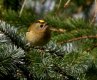 Goldcrest March 2017.jpg