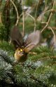 Goldcrest take off.jpg