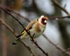 Goldfinch 6th Feb 2017.jpg