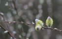 Pussy Willow.jpg