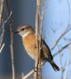 Stonechat female.jpg