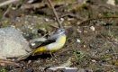 Grey Wagtail Nefyn2017.jpg