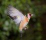 Goldfinch landing 20170311.jpg