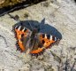 Small tortoiseshell jpeg 23.3.17.jpg