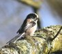 Long-tailed Tit 25th March 2017.jpg