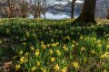 Daffodils Ullswater 3 jpeg small.jpg