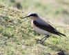 Wheatear 27th March 2017.jpg