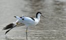 Avocet.jpg