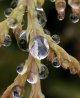 dew drop.jpg