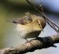 Chiffchaff 4th April 2017.jpg