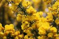 Gorse.jpg