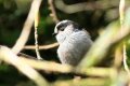 Long-tailedTit 8th April 2017.jpg